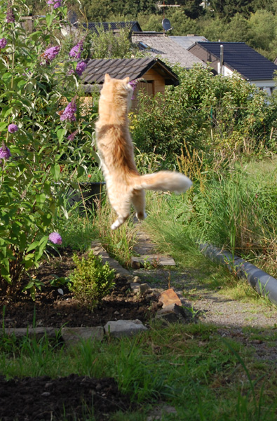 Barbie beim Hochsprung.jpg